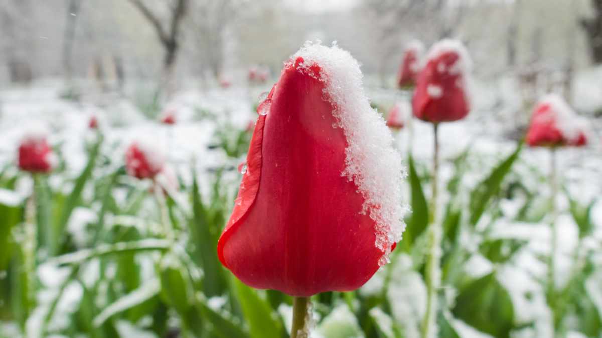 Rote Blume mit Schnee bedeckt